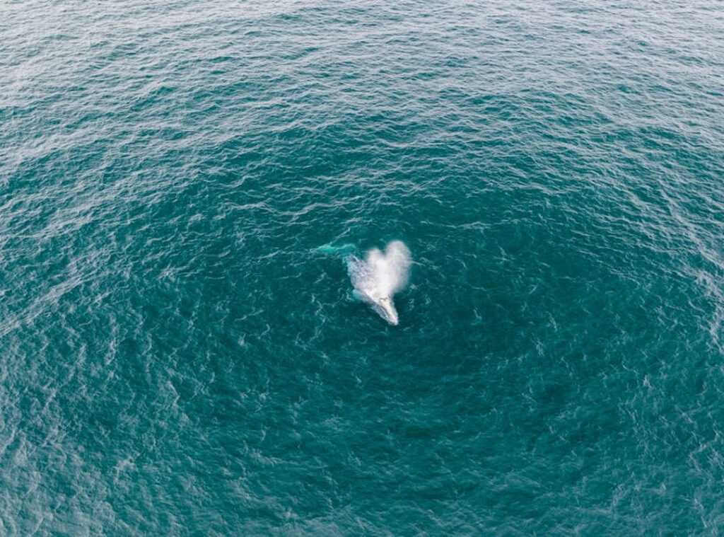 el megalodon tiburones comiendo niños