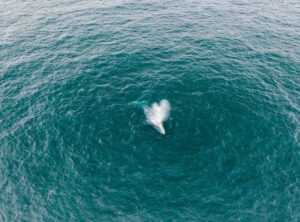 el megalodon tiburones comiendo niños