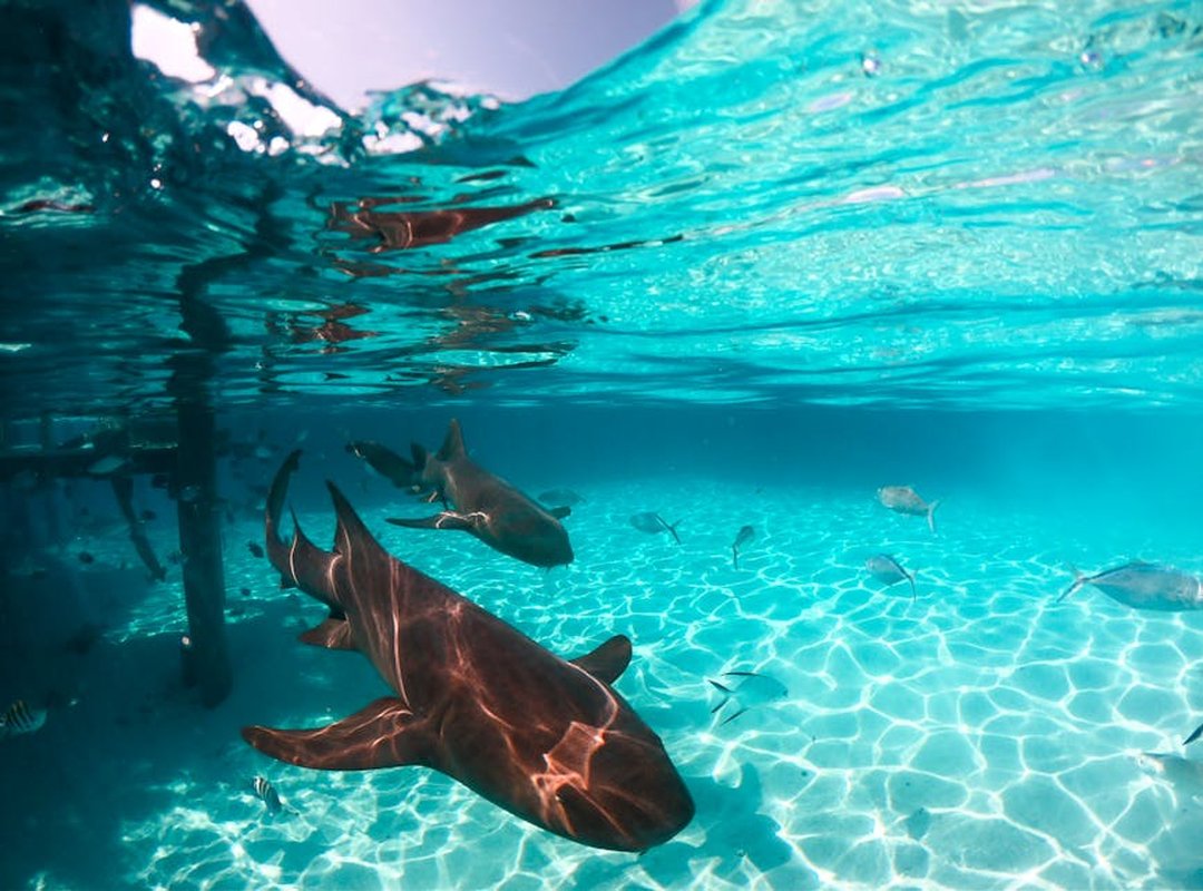 Top Adventure Stories Featuring Megalodons and Sharks